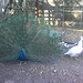 Joel Peacock Photo 25