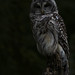 Ray Barlow Photo 34