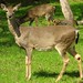 Virginia Deer Photo 15