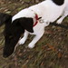 Dottie Fox Photo 18