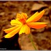 Rajendra Deshpande Photo 30