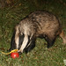 Timothy Roper Photo 22