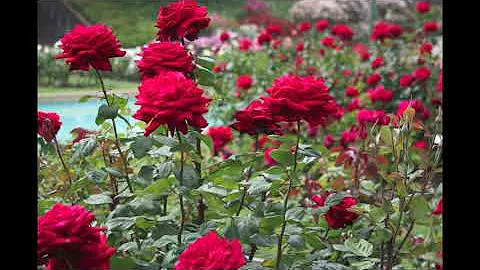 Linda Sutton Photo 34