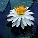 Trudy White Photo 36