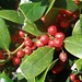 Dallas Berry Photo 36