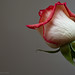 Ruth Rose Photo 41