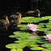 Sandra Mallard Photo 24