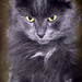 Rodney Story Photo 20