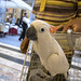 Nick Corso Photo 28