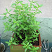 June Sage Photo 16