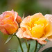 Kathleen Rose Photo 44