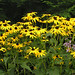 Susan Flowers Photo 38