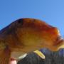Joe Laws Photo 19