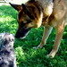 Otto Schwartz Photo 19