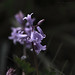 Violet Bell Photo 38