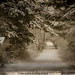 Edmund Tuttle Photo 9