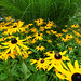 Susan Southern Photo 30