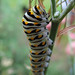 Mark Parsley Photo 27