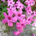 Violet Wood Photo 33