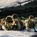 Sandra Mallard Photo 25