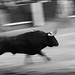 Pedro Toro Photo 37
