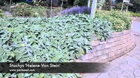 Helene Stein Photo 13