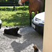 Tracy Cassidy Photo 35