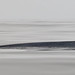 Mark Musculus Photo 10