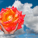 Rose Cloud Photo 26