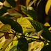 Susan Hodgins Photo 27