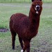 Diane Mills Photo 44
