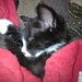 Tracy Sheffield Photo 34