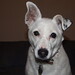 Jack Cross Photo 40
