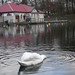Glen Swan Photo 27