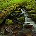 Mark Creel Photo 29