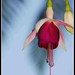 Peter Castor Photo 16