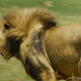 Leo Power Photo 28