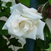 Steven Rosier Photo 31