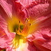 Lilly Douglas Photo 30