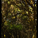 Heather Park Photo 42