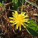 Cynthia Plant Photo 20