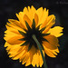Richard Maack Photo 16