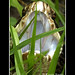 Barry Grass Photo 13
