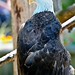 Christopher Eagle Photo 25