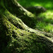 Scott Pleasants Photo 16