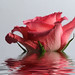 Rose Flood Photo 22