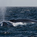 Mark Musculus Photo 13