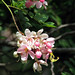 Lynn Blossom Photo 9