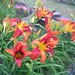 Cathy Bloom Photo 30