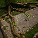 Dan Root Photo 37